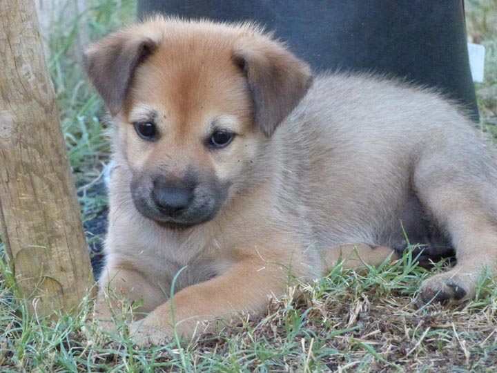 chinook dog